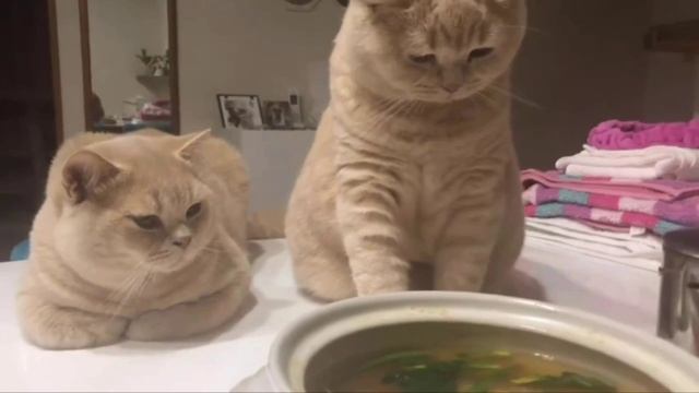 Я просто потрогаю🥺