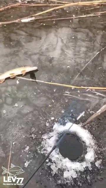 #воровскаяжизнбнелегкая #рыбалка #воришка #rutube смотреть онлайн