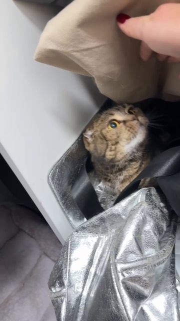 ГДЕ ТЫ, ЧЕССИ? #cat #кошка #гардероб ГДЕ ТЫ, ЧЕССИ? #cat #кошка #гардероб