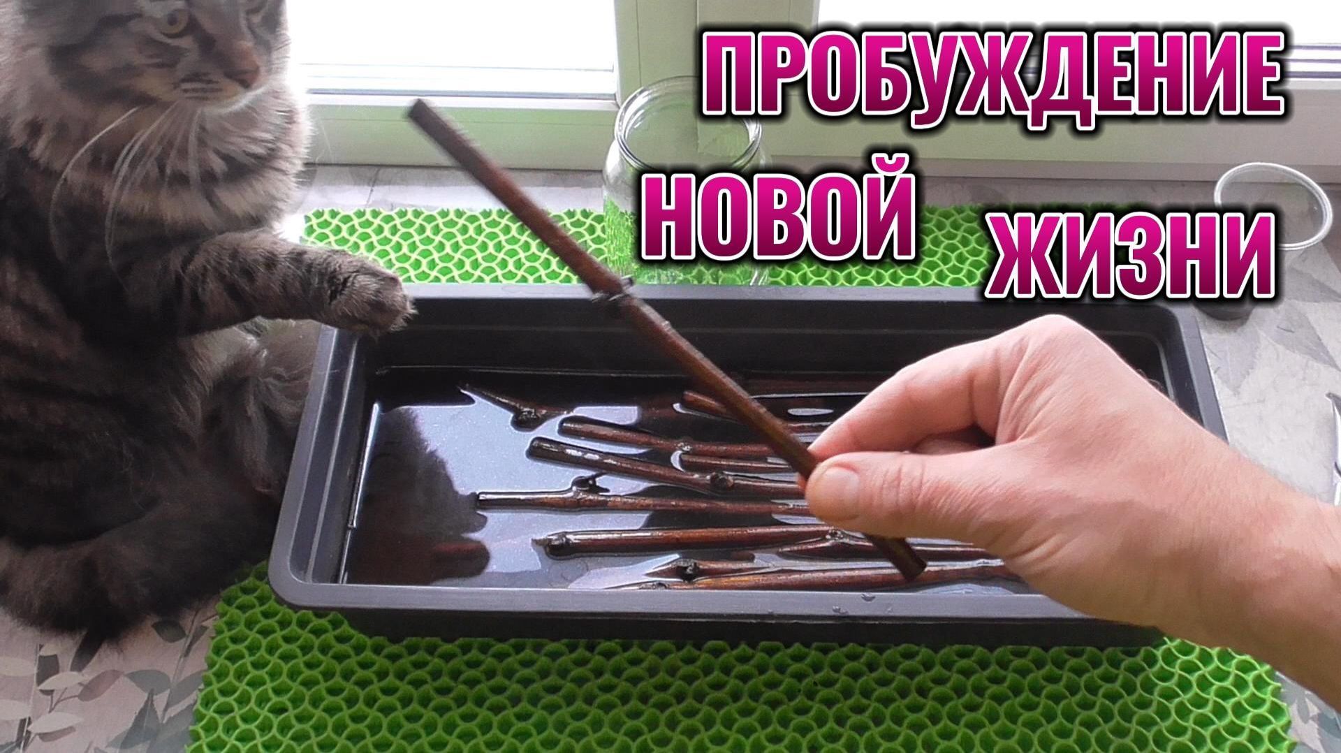 КАК УКОРЕНИТЬ ЧЕРЕНКИ ВИНОГРАДА: ПРОСТОЙ СПОСОБ ОТ ЭКСПЕРТА 🍇🌱 смотреть онлайн