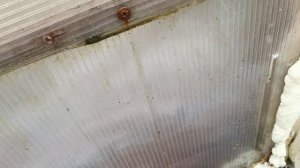 Как храню и готовлю к прививки подвои. и дальнейшие действия с привитыми растениями