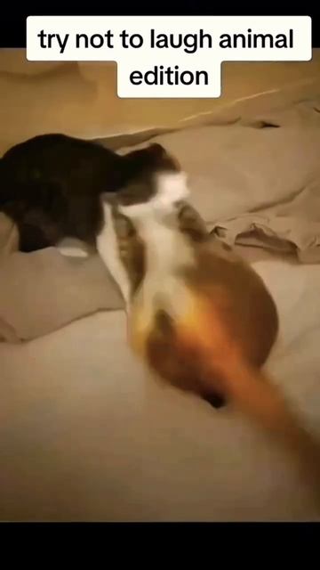 Gatos que aman explorar 😂😂#cat #videoshort #parati #funny #pets #gatos #humor смотреть онлайн