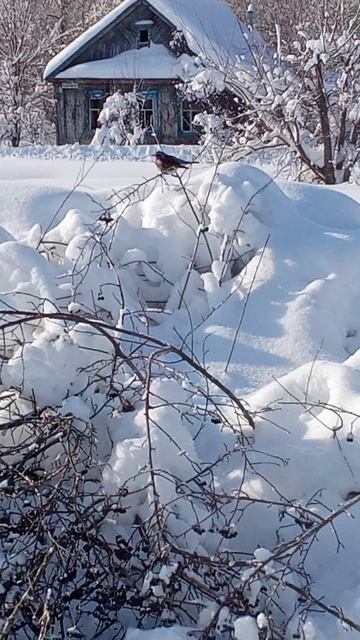 дрозд на рябине