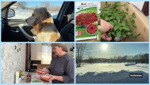 В соседний поселок за ЧЕРЕНКАМИ 🪴 Немного ПРОДУКТОВ