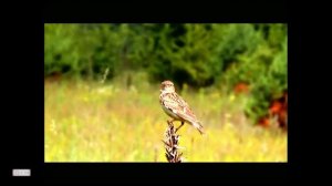 «Жаворонок [demo]» Бадабум-Шоу, Композитор В.Казарин | “Lark” Badaboom-Show, Composer V.Kazarin