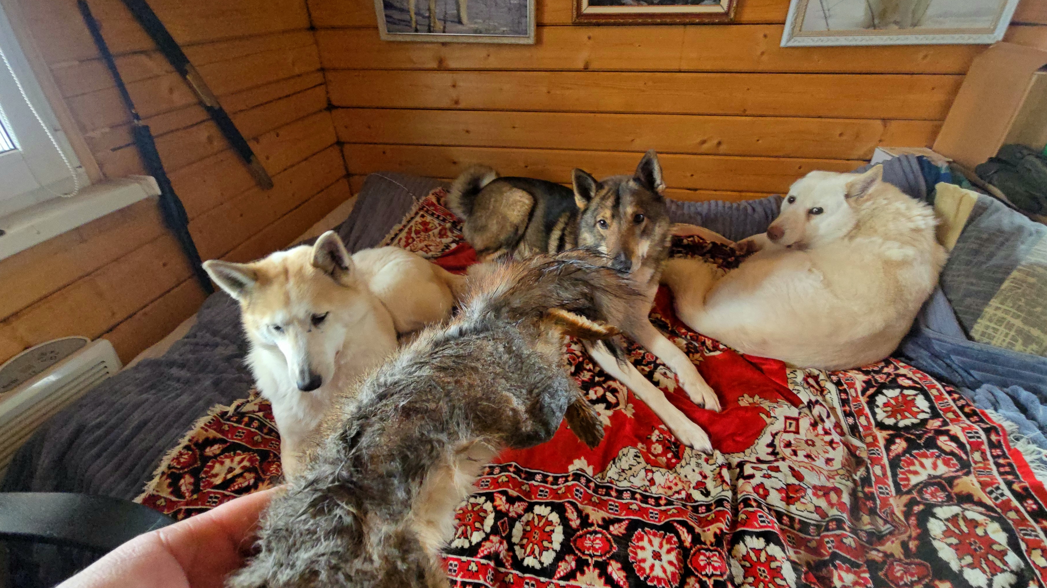 Лесная вкусняшка смотреть онлайн