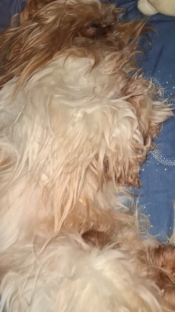 «Ночной сюрприз: вместо супруга — громко храпящий питомец»