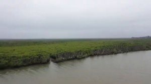 🌿На острове Хайнань сохраняют уникальные мангровые леса