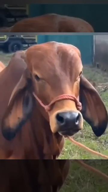 найден двойник