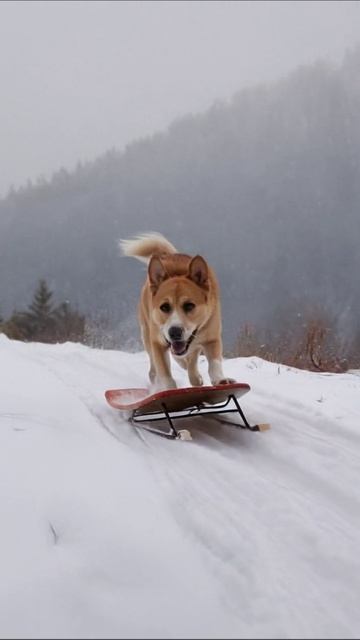 Собака на санях: зимние радости #собака #зима #приключения Собака на санях: зимние радости #собака #зима #приключения
