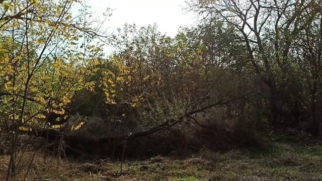 2 ноября 2023г.Мой дом.Участок по-тихоньку преображается) смотреть онлайн