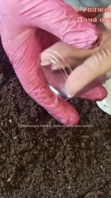 Перец на рассаду сажаю просто и надёжно #рассада #огород #перец #выращивание #shorts