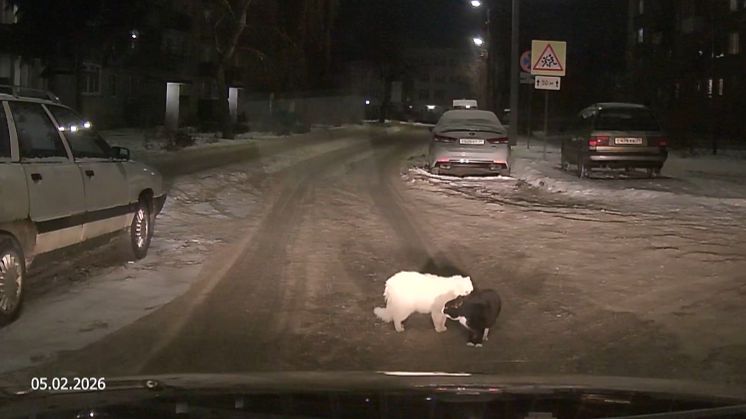 2026.02.05 Коты сорятся на дороге. город Гусев.