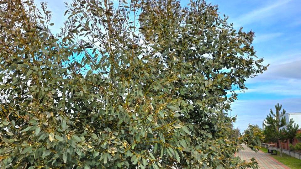 Эвкалипты растут в Витязево в Анапе, целая аллея