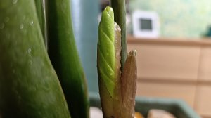 что-то растет