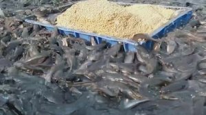 РАЗВЕДЕНИЕ СОМОВ В АЗИИ