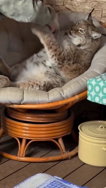 MOV_20260205_123429_330.mp4