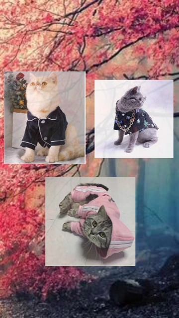 Создай котика своей мечты! #выбирашки#котики