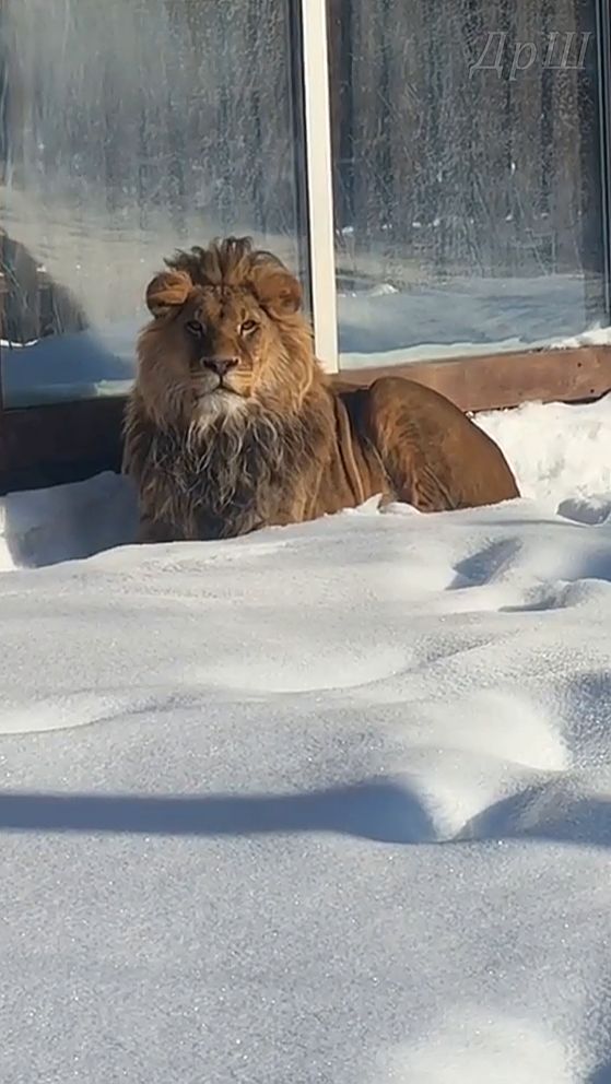 Лев Шерхан. я спросил у ясеня где моя любимая? смотреть онлайн