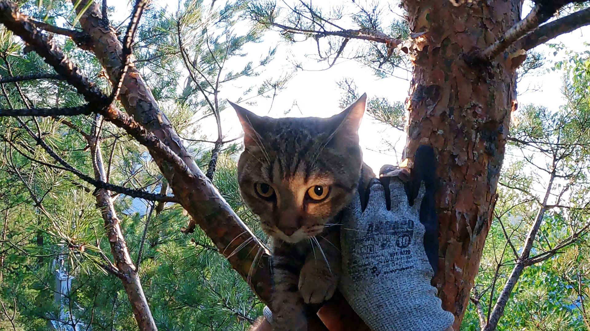 Леотренинг