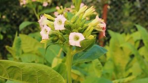 «КРУГОВОРОТ ТАБАКОВОДА И ХАСКИ АСИ: ОТ ПАСХИ ДО ПЕРВОГО СНЕГА» «Сады порока» 10 сезон 1 серия