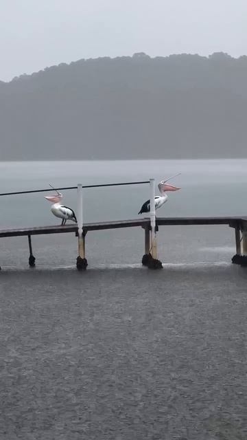 Пеликаны, обитающие у солёных водоёмов, могут использовать свой растяжимый горловой мешок не только