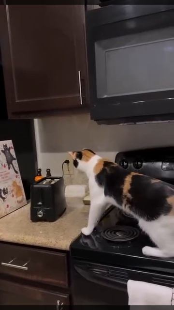 Кото реакция 🙀