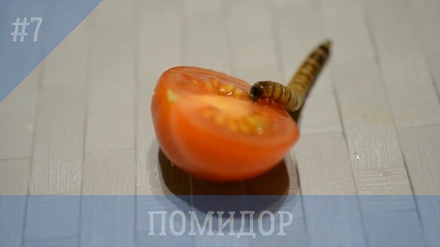 ЗОЖ. Учитесь у насекомых что нужно есть ЗОЖ. Учитесь у насекомых что нужно есть