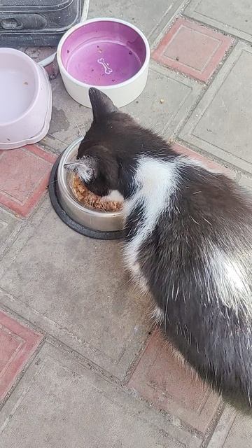 Приятного аппетита, маленький!