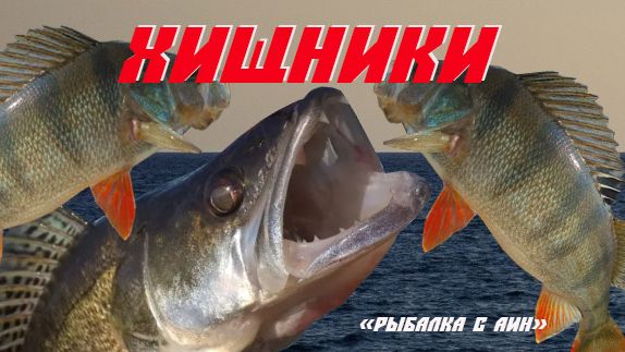 Судак и окунь в Калининградском заливе Судак и окунь в Калининградском заливе