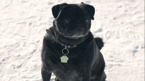 Брелоки с QR-кодом для потерявшихся животных набирают популярность в Беларуси