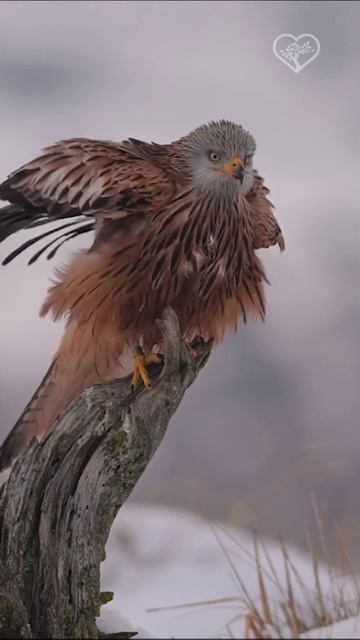 Красный коршун