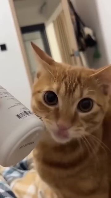 Вечно голодные коты