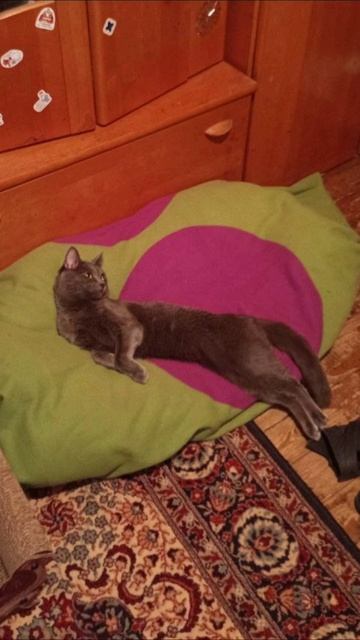 Кот Атос радуется выходным! #shorts #котатос #животные #милота #выходные Кот Атос радуется выходным! #shorts #котатос #животные #милота #выходные