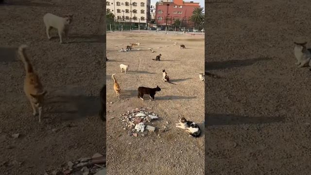 Очень при очень доброе сердце ❤