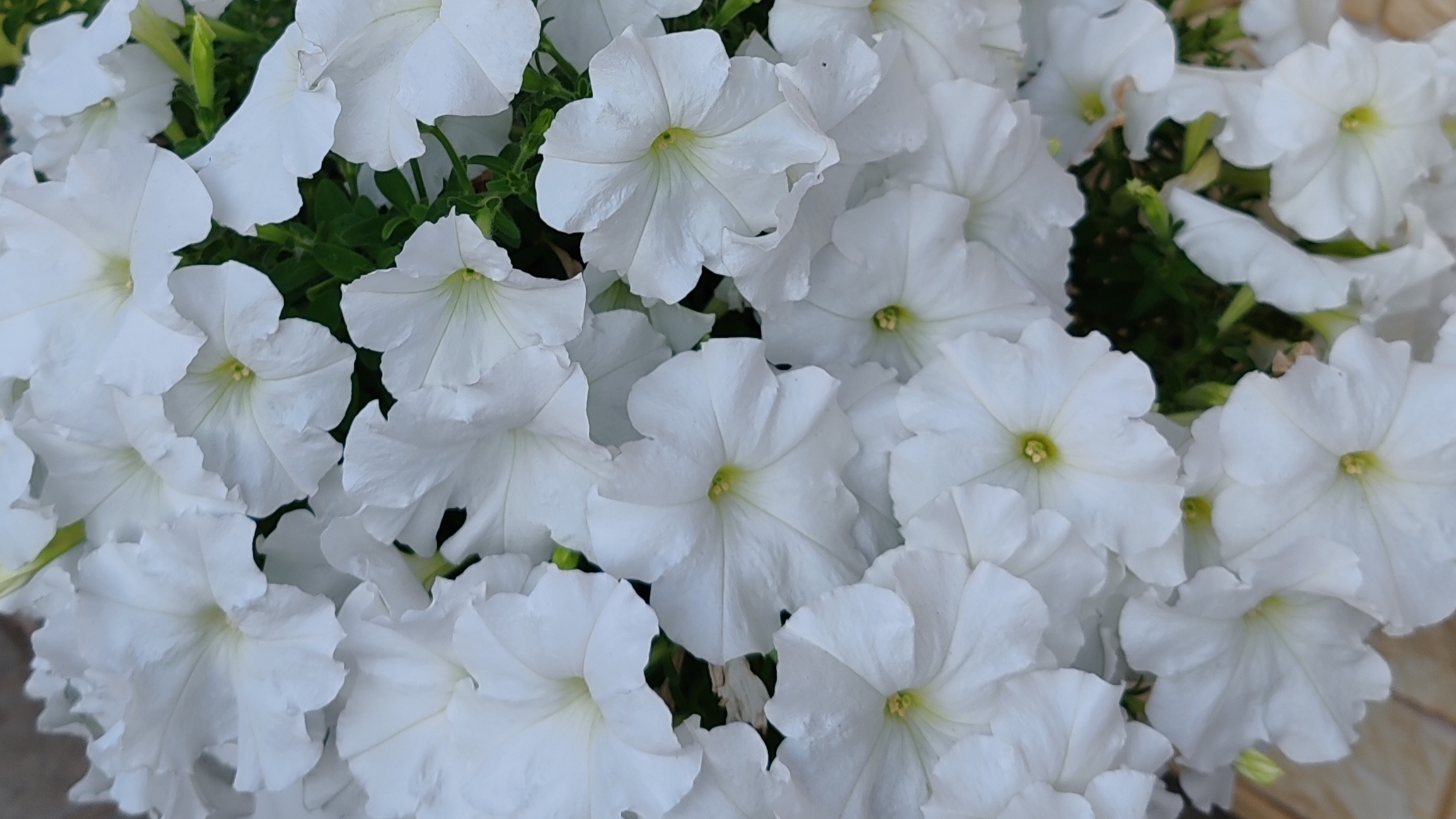 Петуния Сноу Блум смотреть онлайн