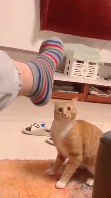 Реакция кота, который впервые за всю свою жизнь, видит на хозяине другие носки