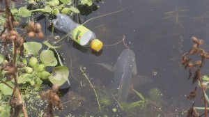 УНИКАЛЬНАЯ РЫБОЛОВНАЯ ЛОВУШКА