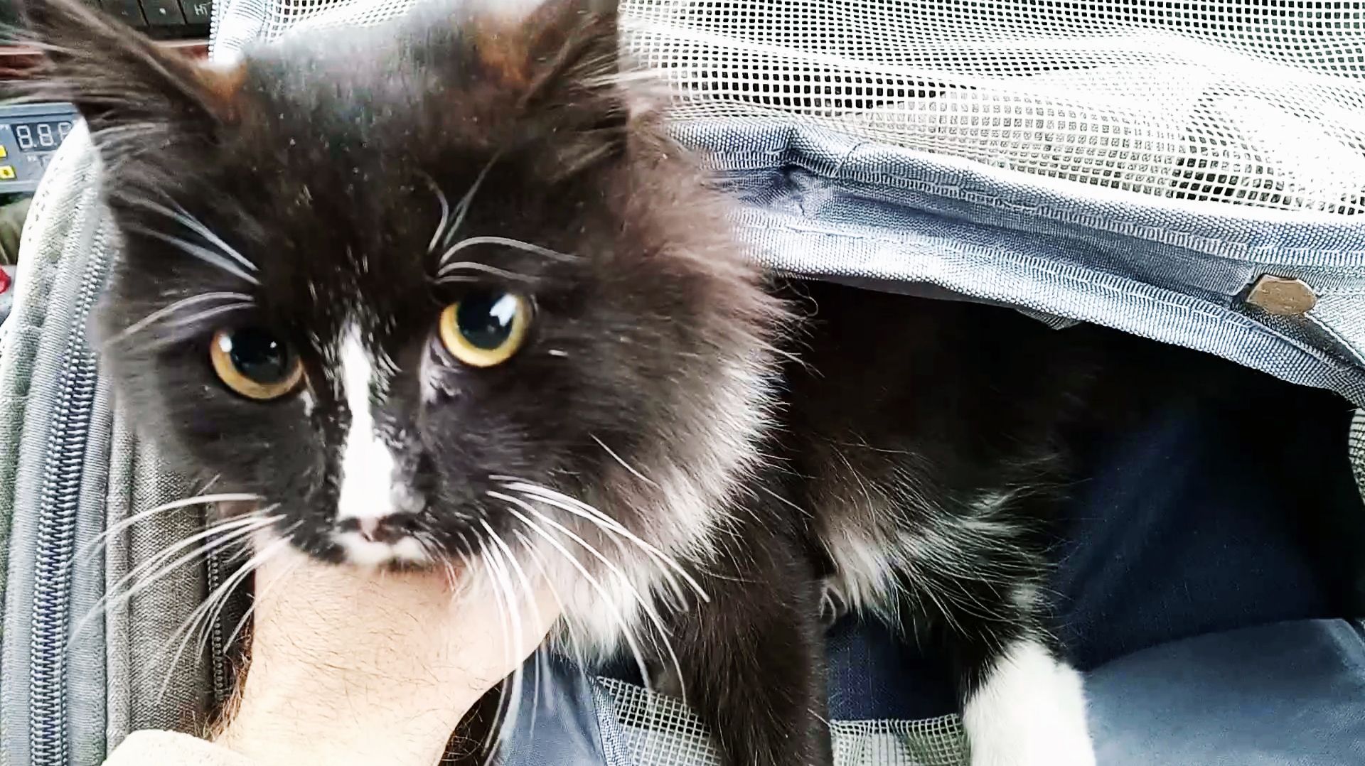 Пушистая непоседа