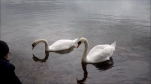 Лебеди на Виштынецком озере