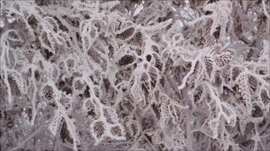 7 Февраля - День желаний.  Как загадать и получить.