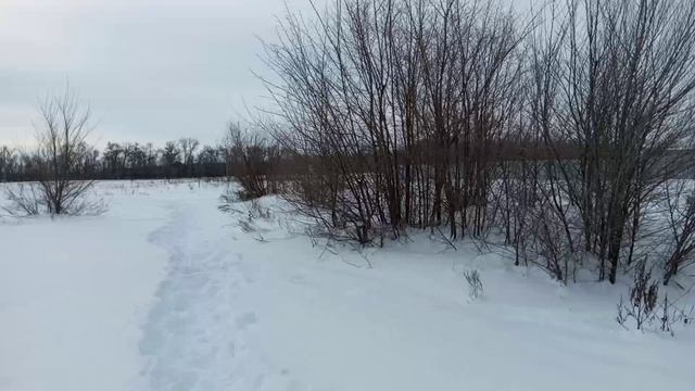 Приозерка, наши дачи, много снега и следы лыж. смотреть онлайн