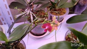 хейтерам привет 😁!распустился сапфирчик 🤗новые цветоносы у орхидей ❤❤КРАСОТА