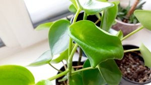 377. Цветочная неделя 01-07.02.2026.