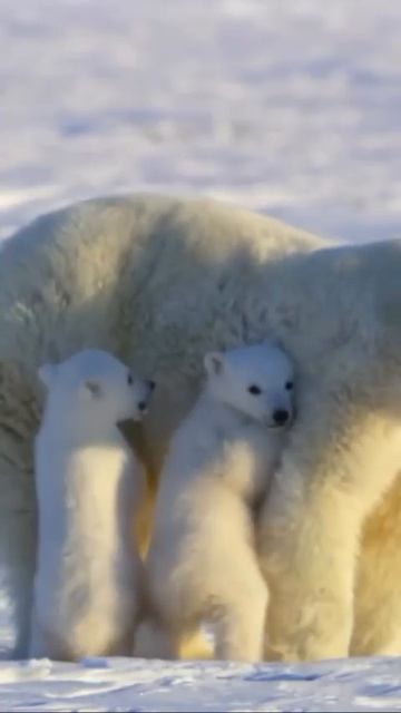 🐻❄️Белые медвежата — пушистые комочки Арктики весом всего в полкило при рождении