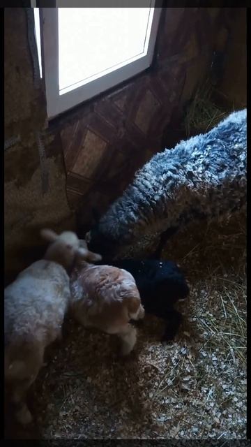 Смешные голодные ягнята