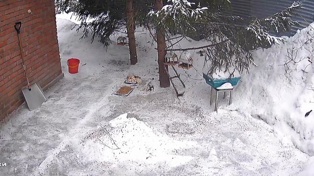 Я сегодня дежурная по зоопарку.