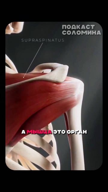 Через мышцы можно понять состояние своего тела | Бубновский | Полный выпуск на канале «Глеб Соломин»