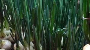 СОРТ МАНАС ЗАМЕНИЛИ НА СТАРДАСТ.