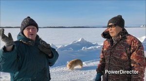 Жизнь аборигенки. К родителям. Наконец пришла, собираем. 03.02.2026